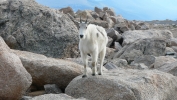 PICTURES/Mount Evans and The Highest Paved Road in N.A - Denver CO/t_Goat29.JPG